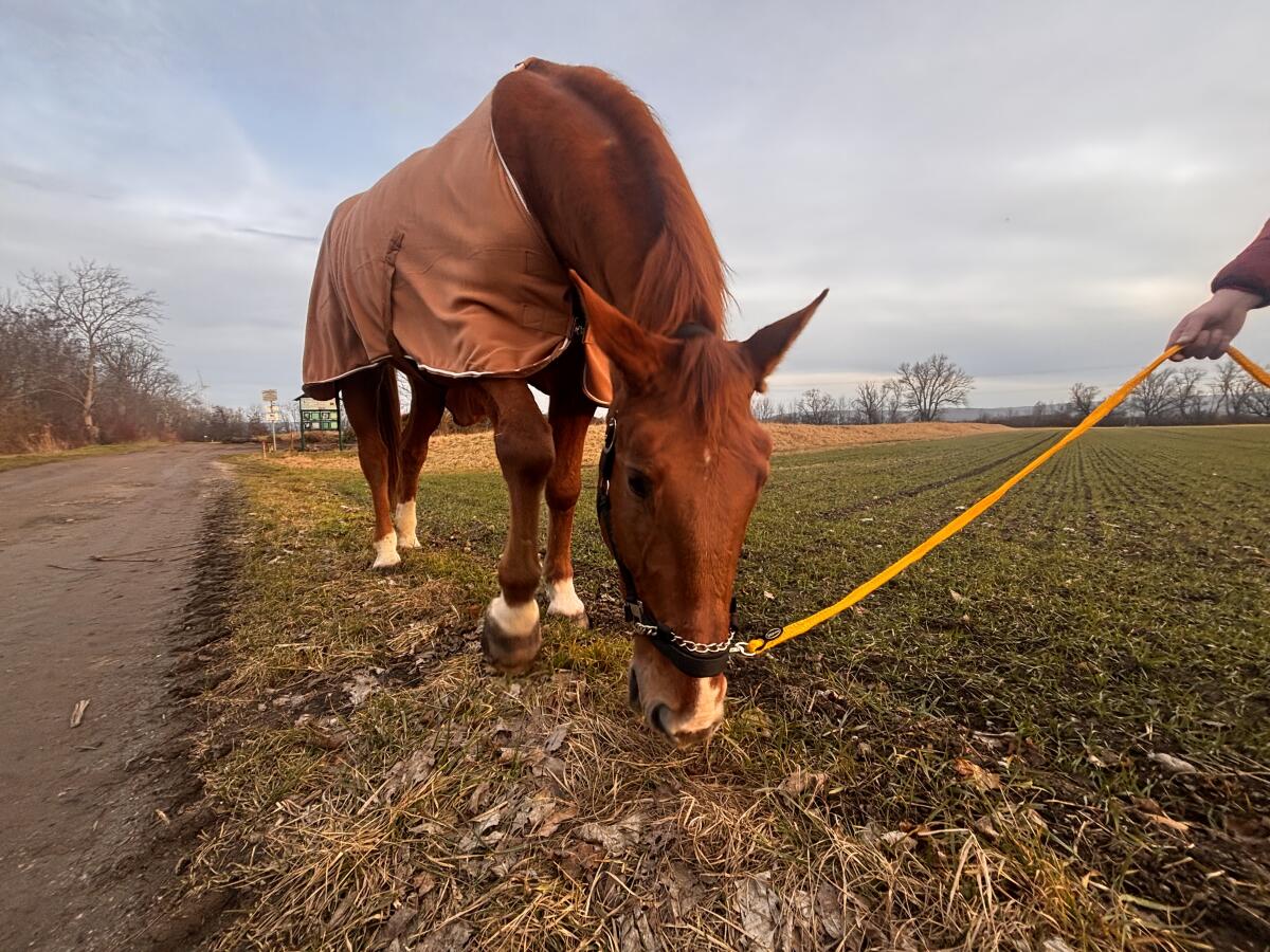 Tschechisches Warmblut 2