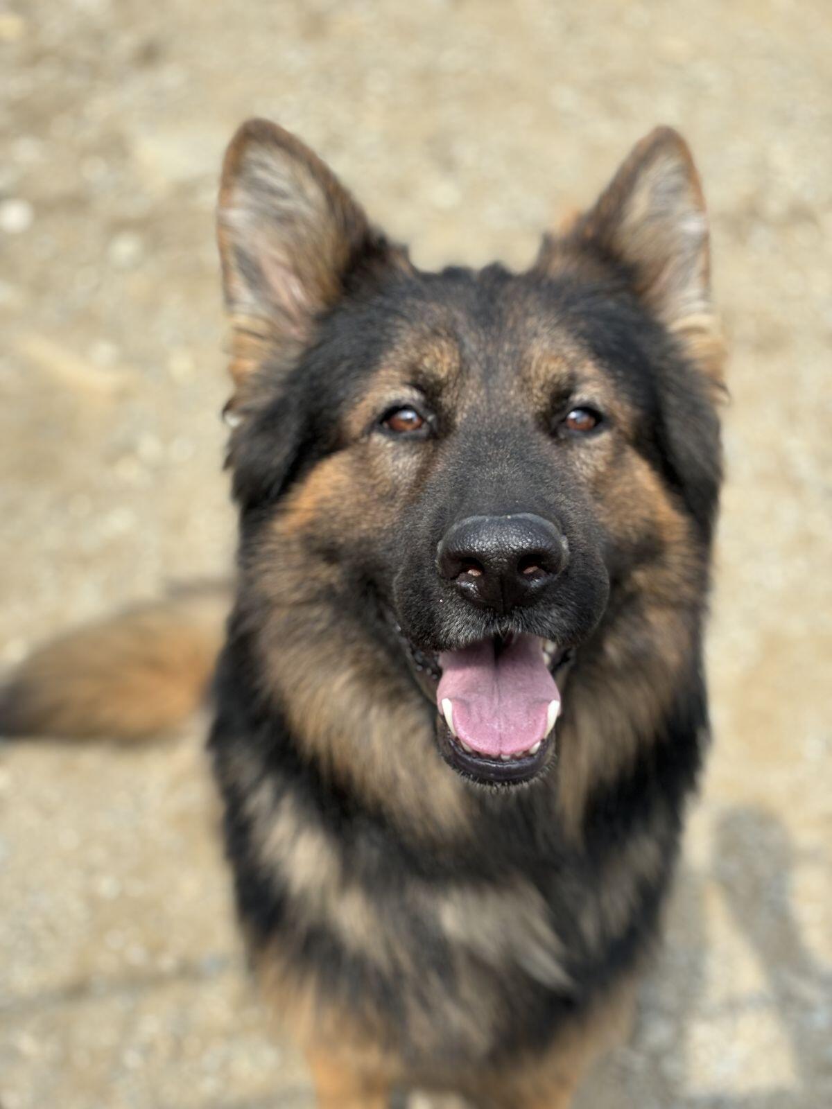 altdeutscher Schäferhund (Deckrüde) 2