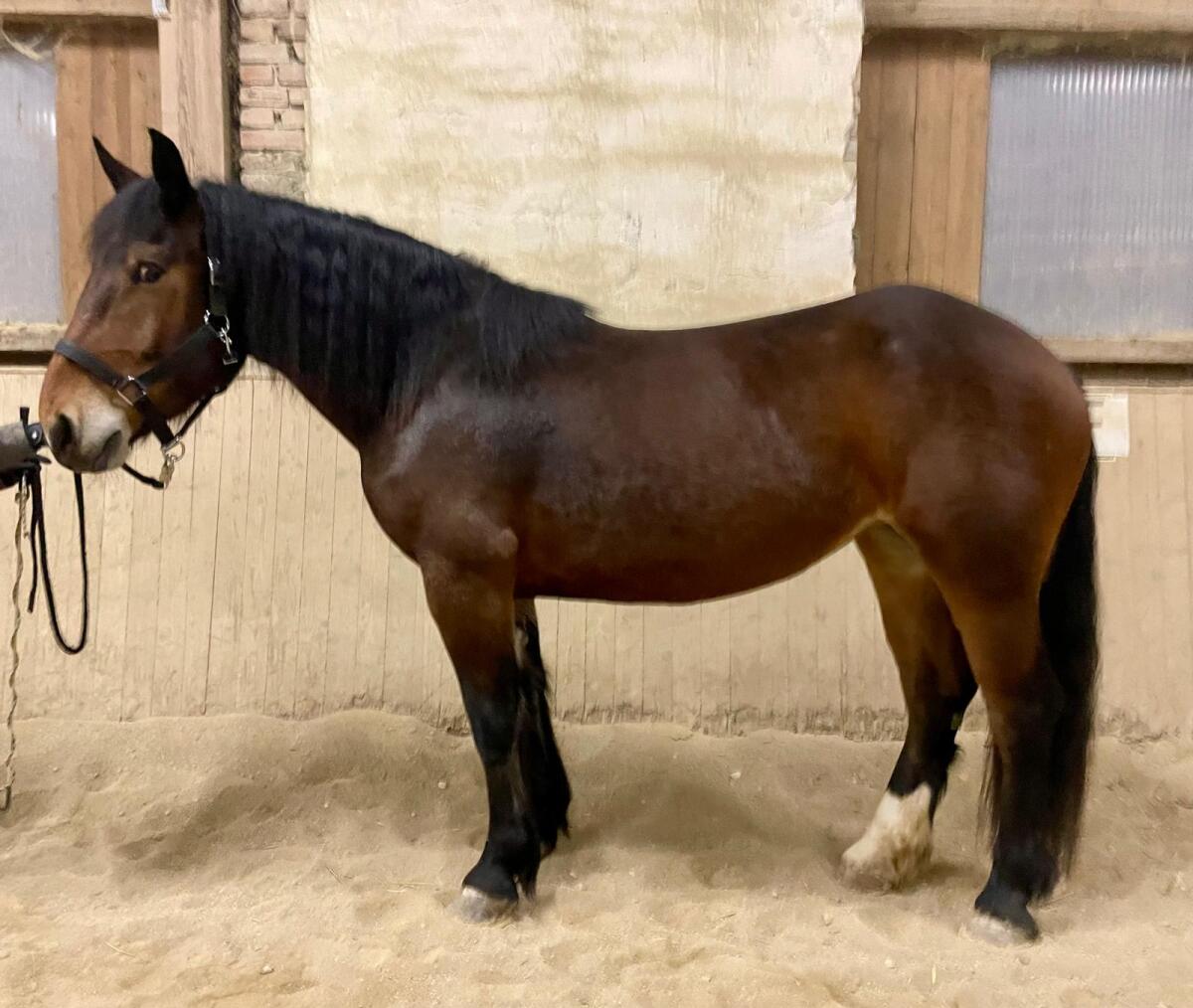 Noriker Stute 4 jährig 2