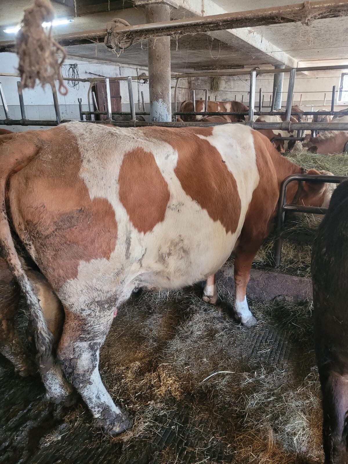 Verkaufe bio kuh trächtig 3