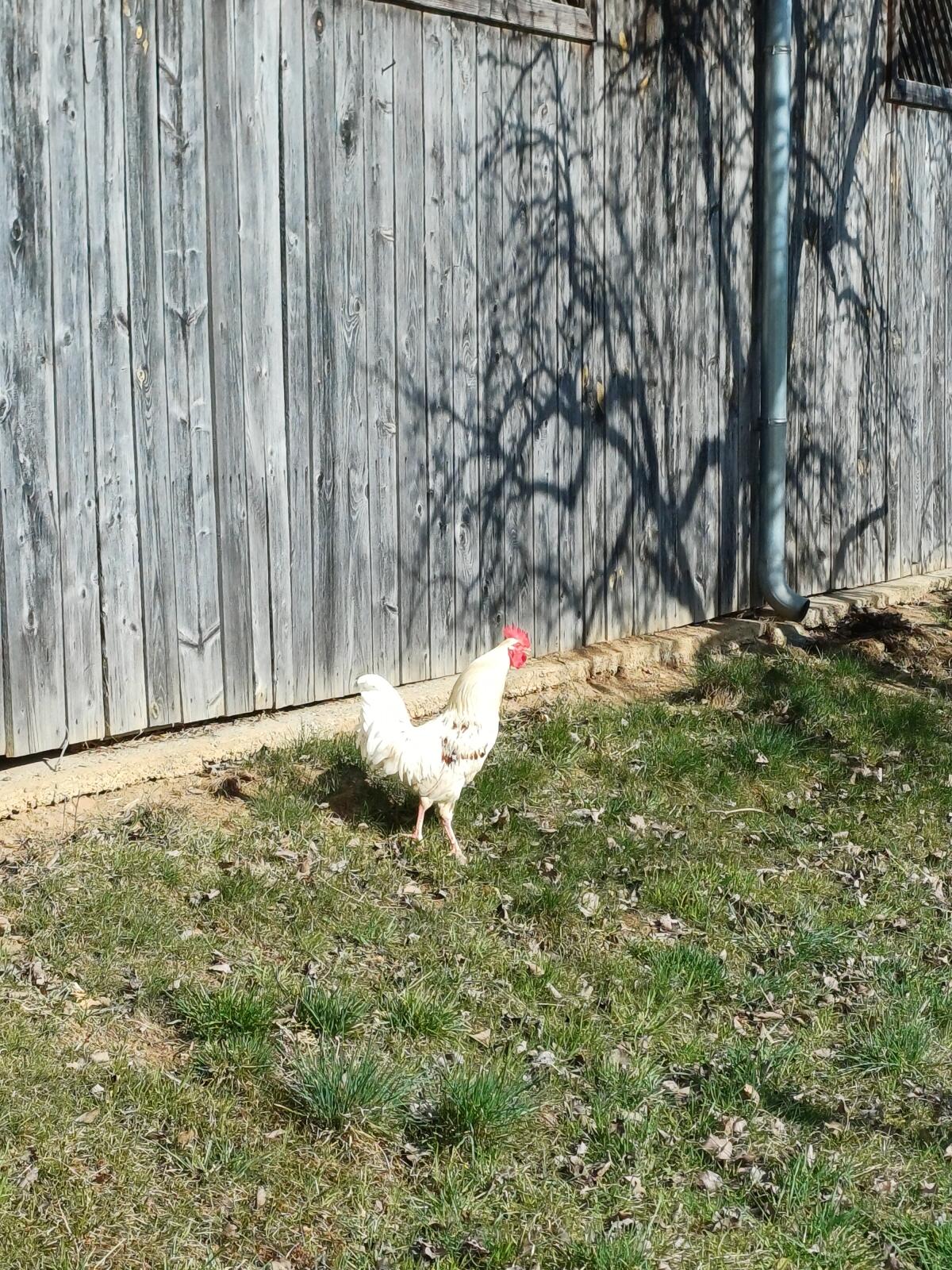 Junghähne Herbert und Benni 3