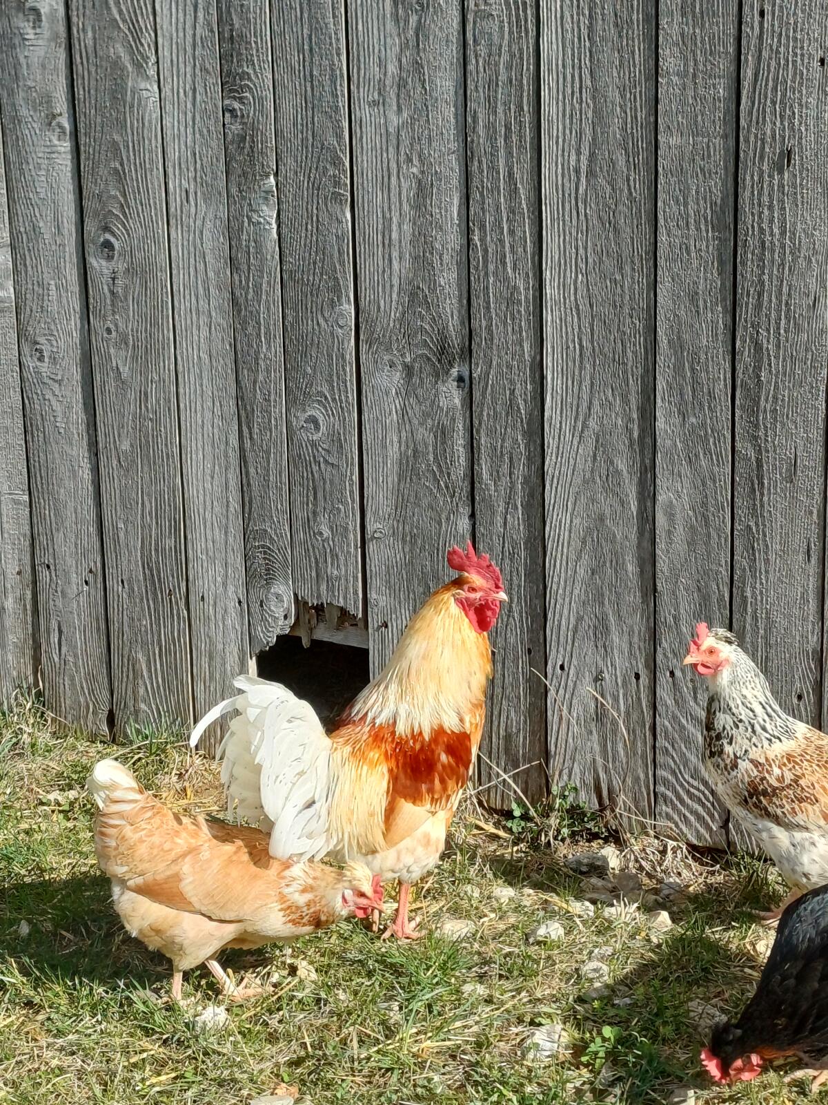 Junghähne Herbert und Benni 2
