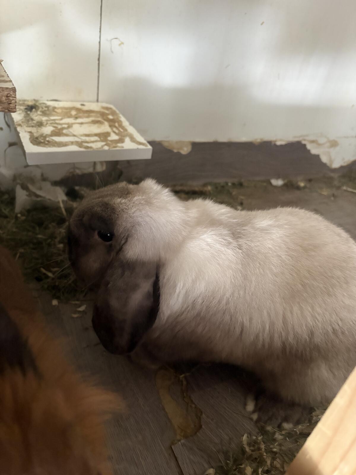 Hasen 🐰 2