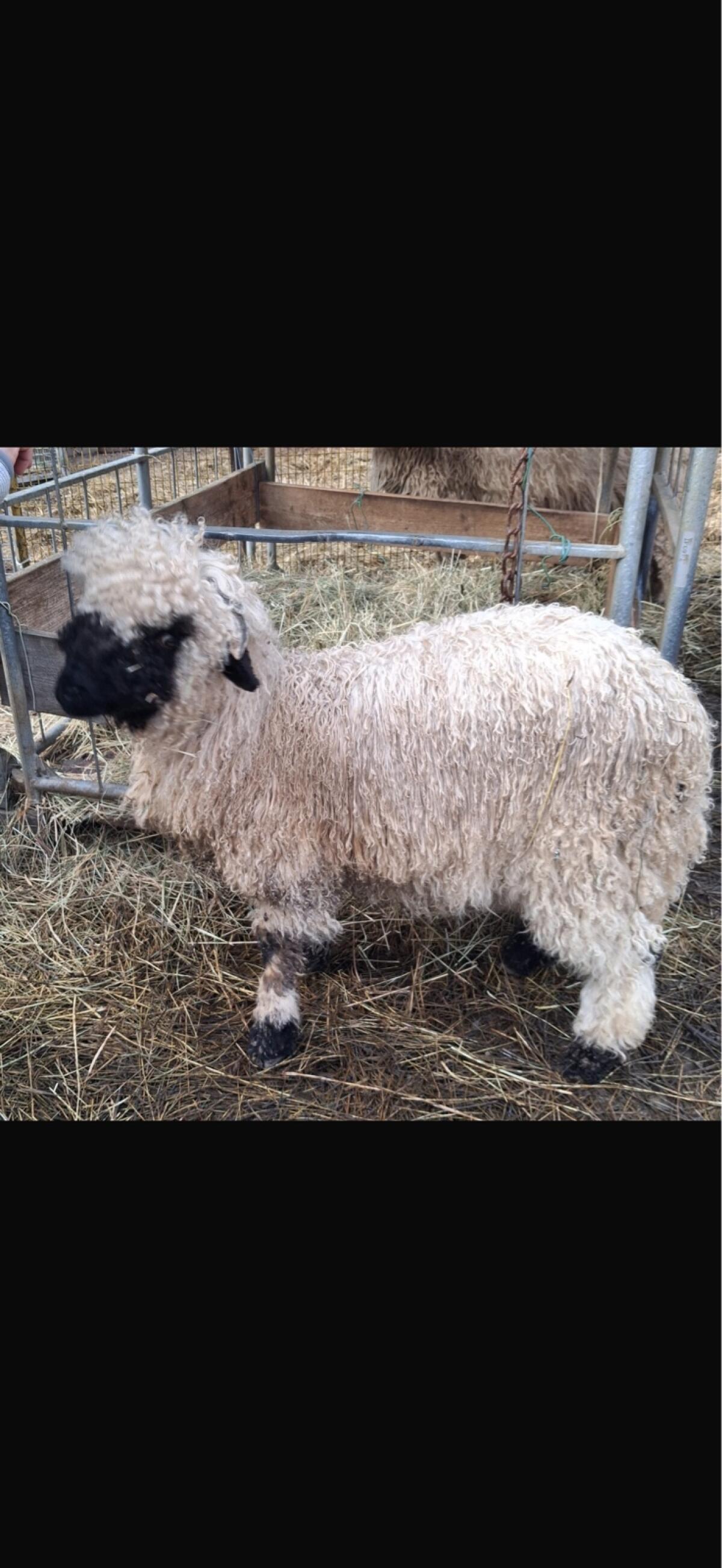 Walliser Schwarznasen Schafe 3