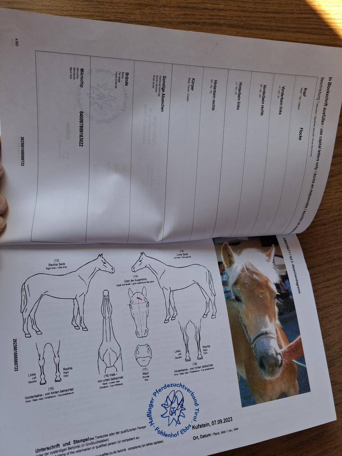 Verkaufe schöne Haflingerstute 3