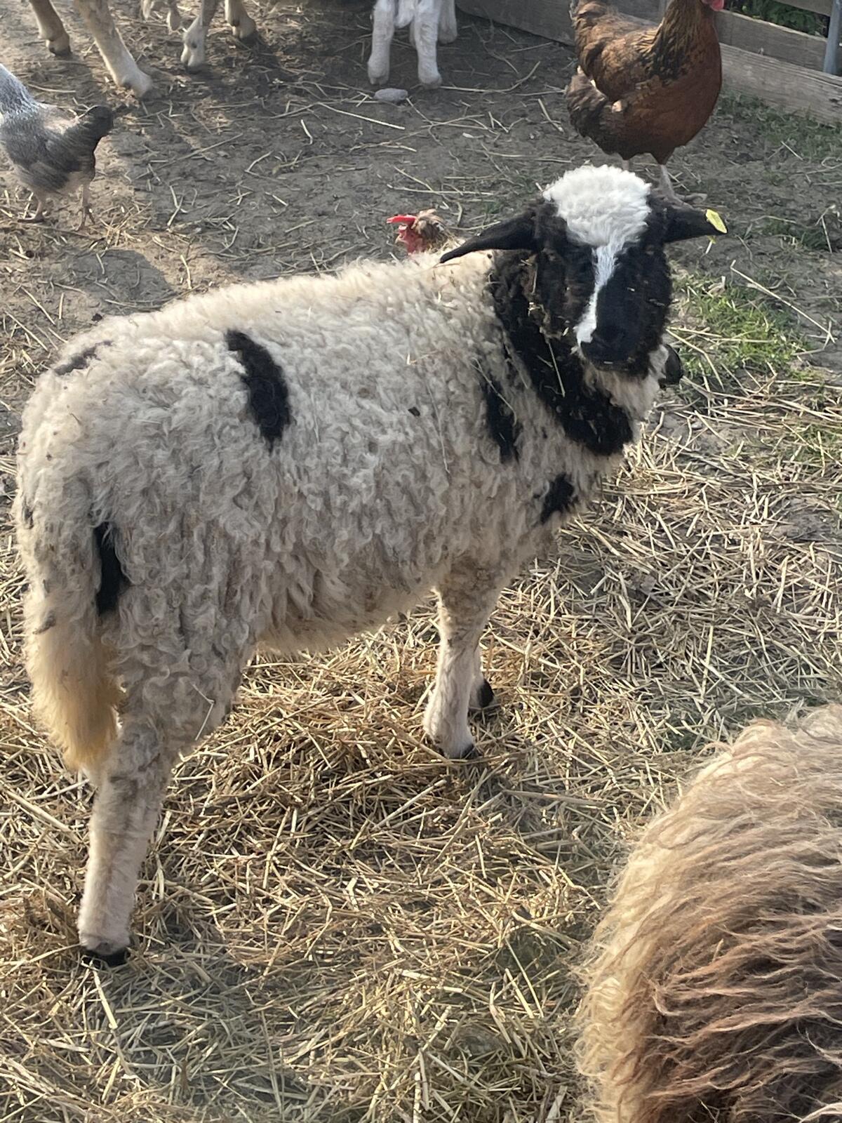 Waldschaf-Jungwidder 2