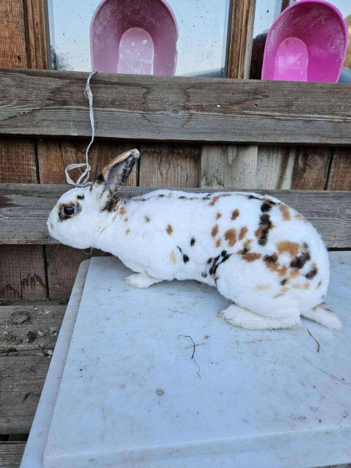 Rex Kaninchen Rammler 3