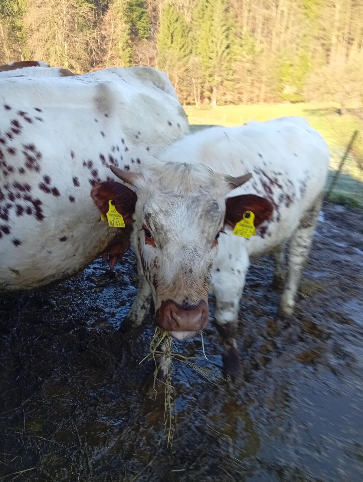 Pustertaler Kalbin Bio 2