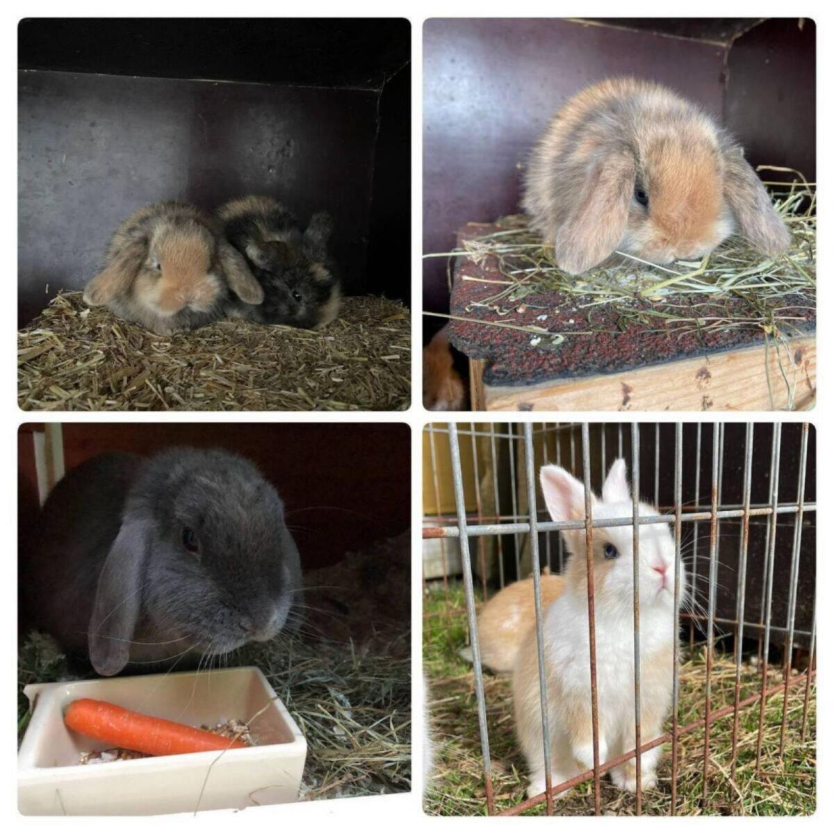 Zwergkaninchen 2