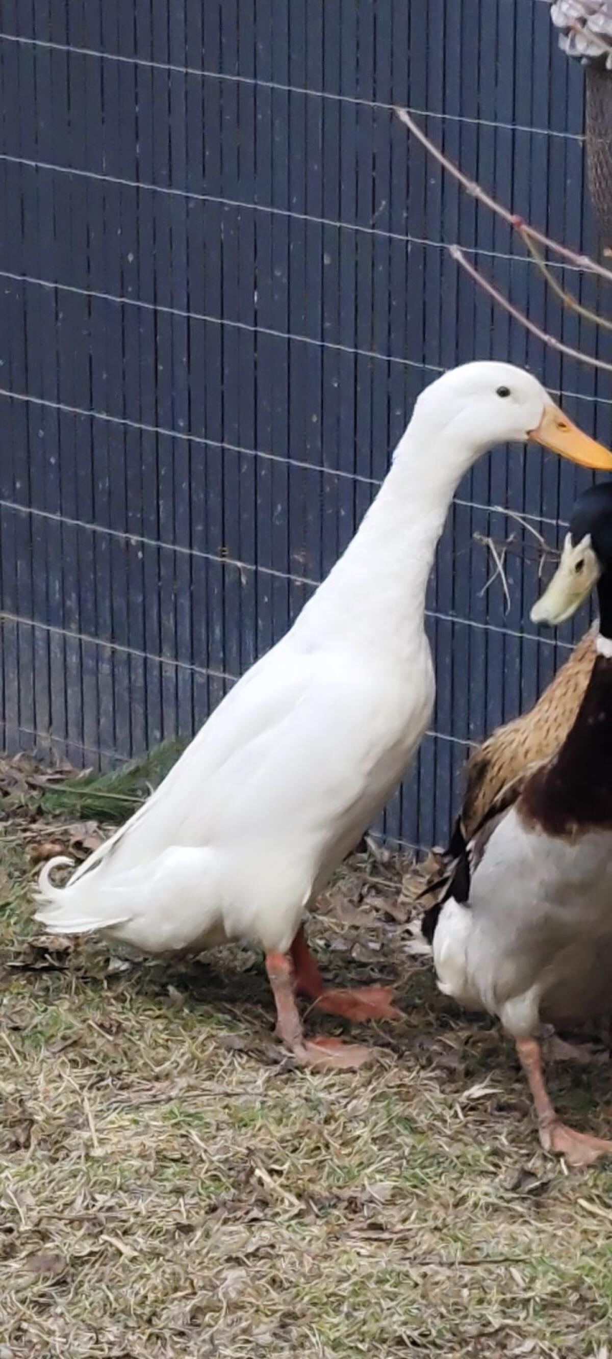schöner junger weißer Erpel 3