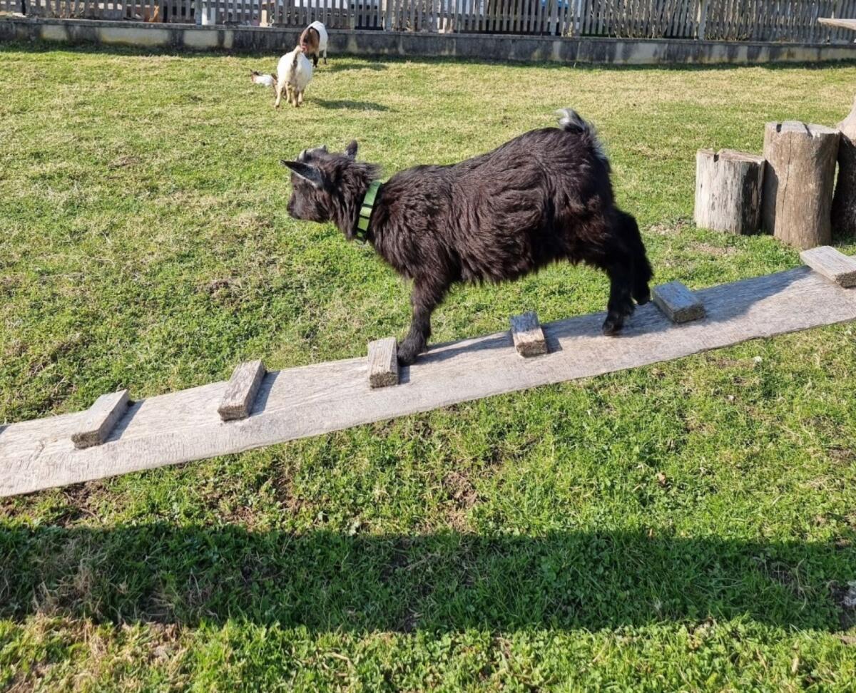 Mini-Zwergziegenbock 2