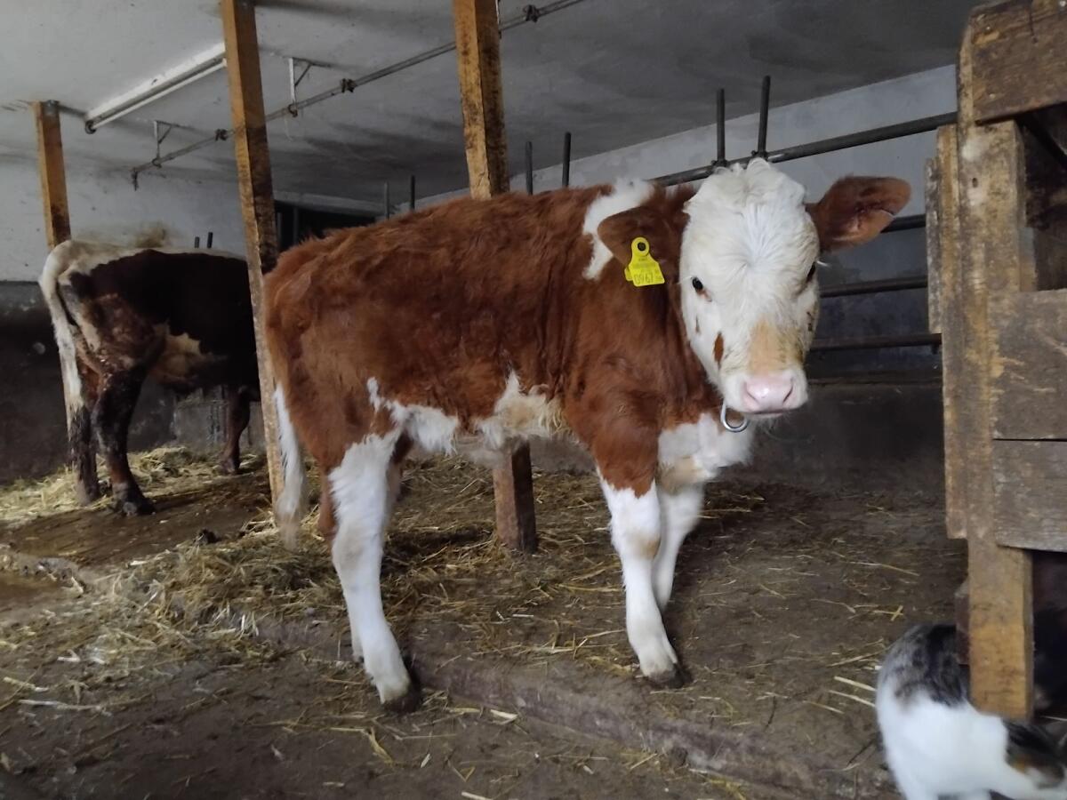 Junge Mutterkuh mit Kalb 2