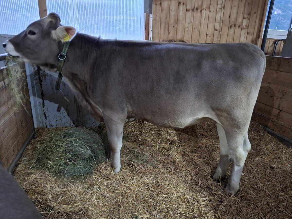 BIO Braunvieh Rind 2