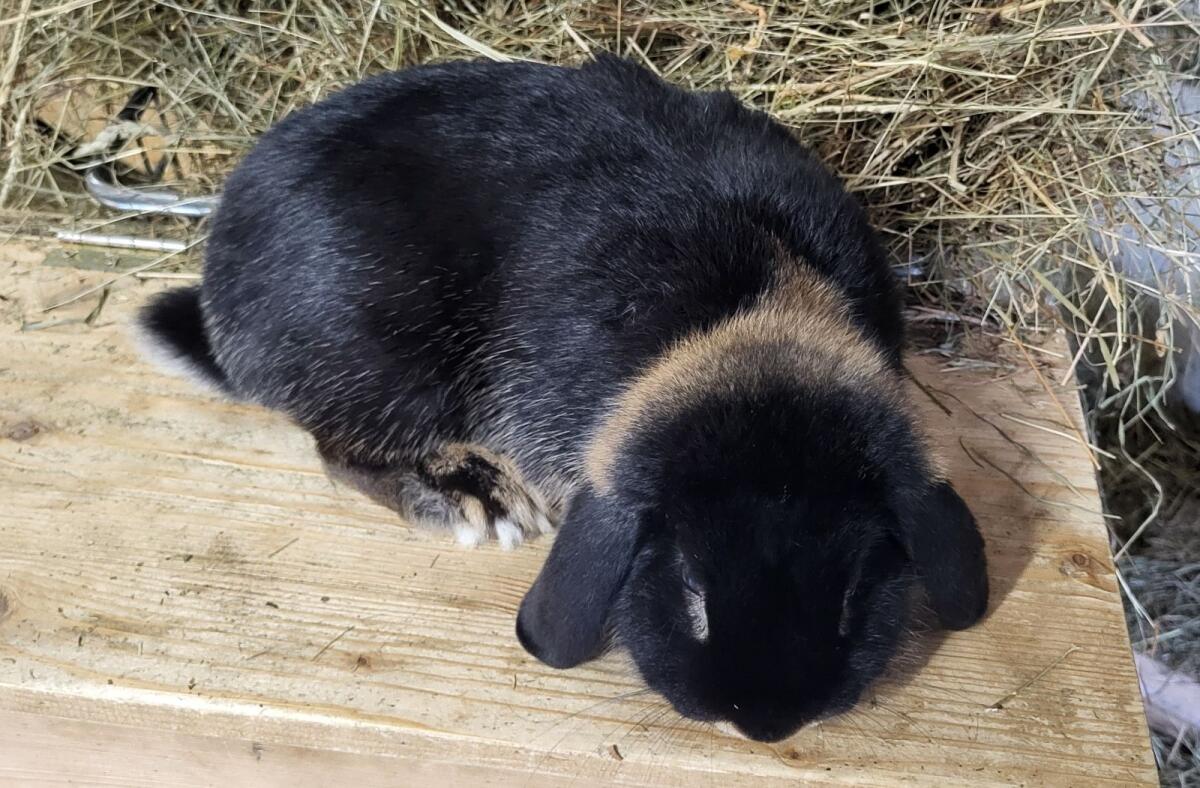 Zwergwidder Häsin 2