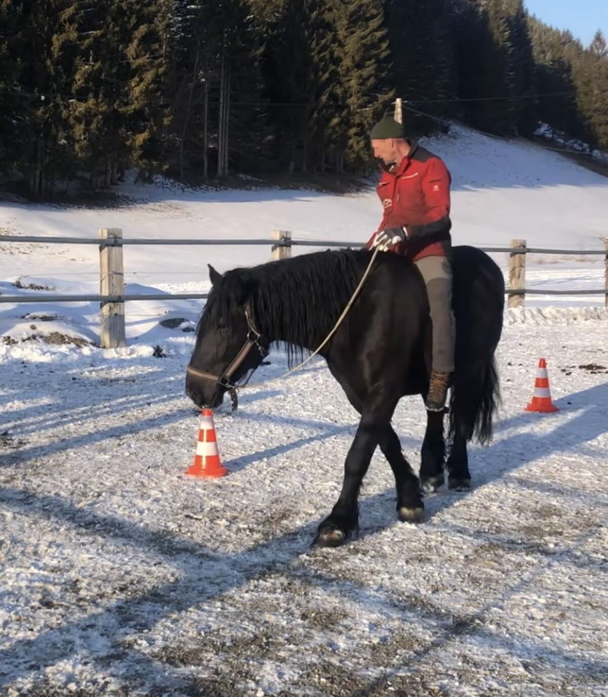 Großer Norikerwallach, 6 Jahre 3