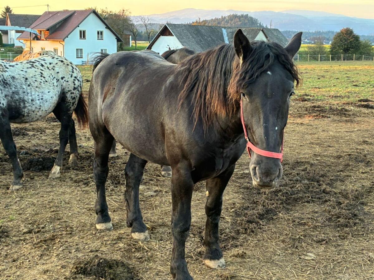 Noriker Stute 2