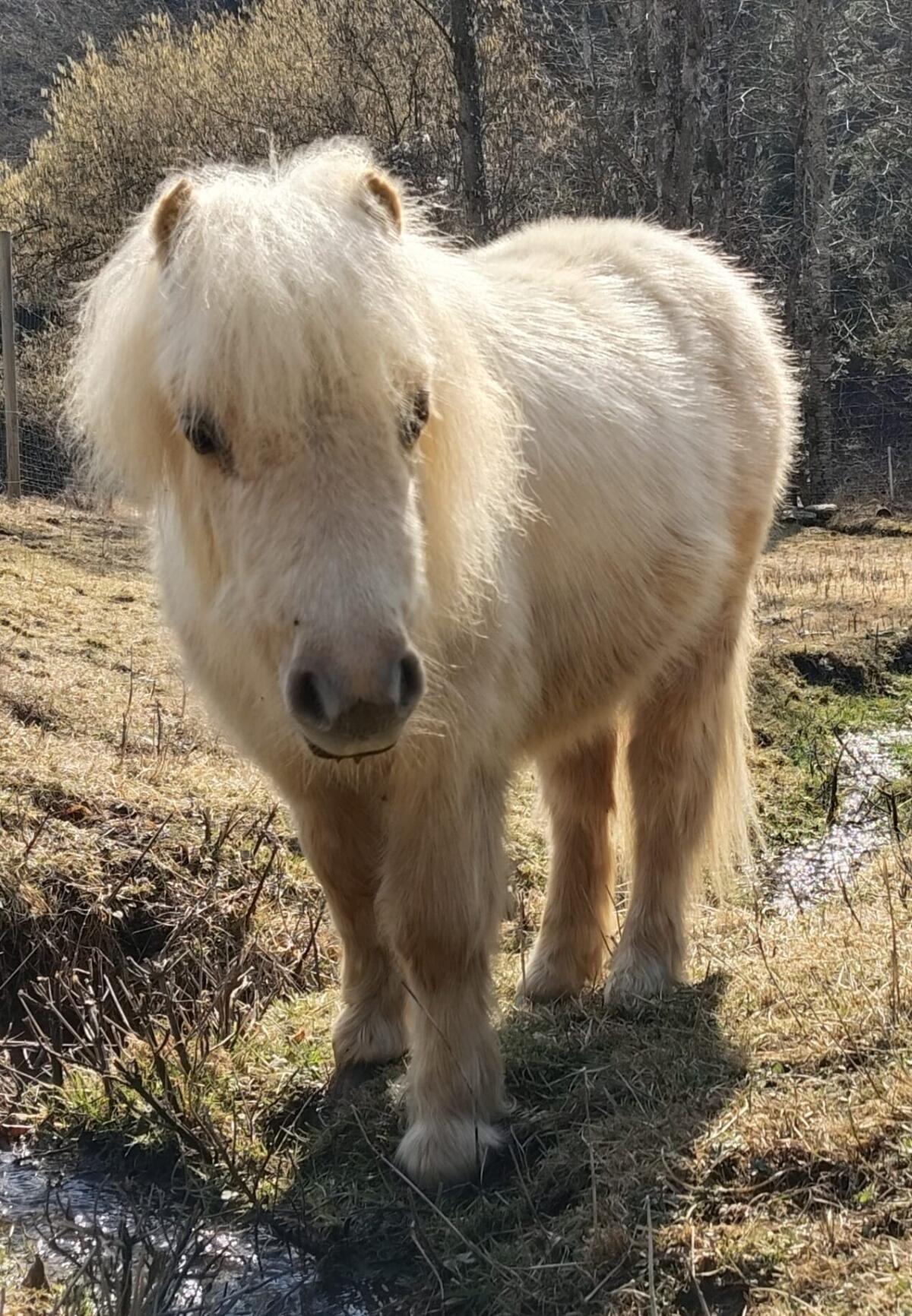 Palomino Shettyjährling 2