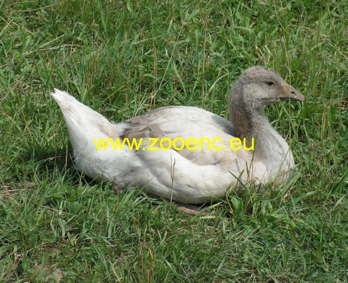 Suchaer Gänse Bruteier 3