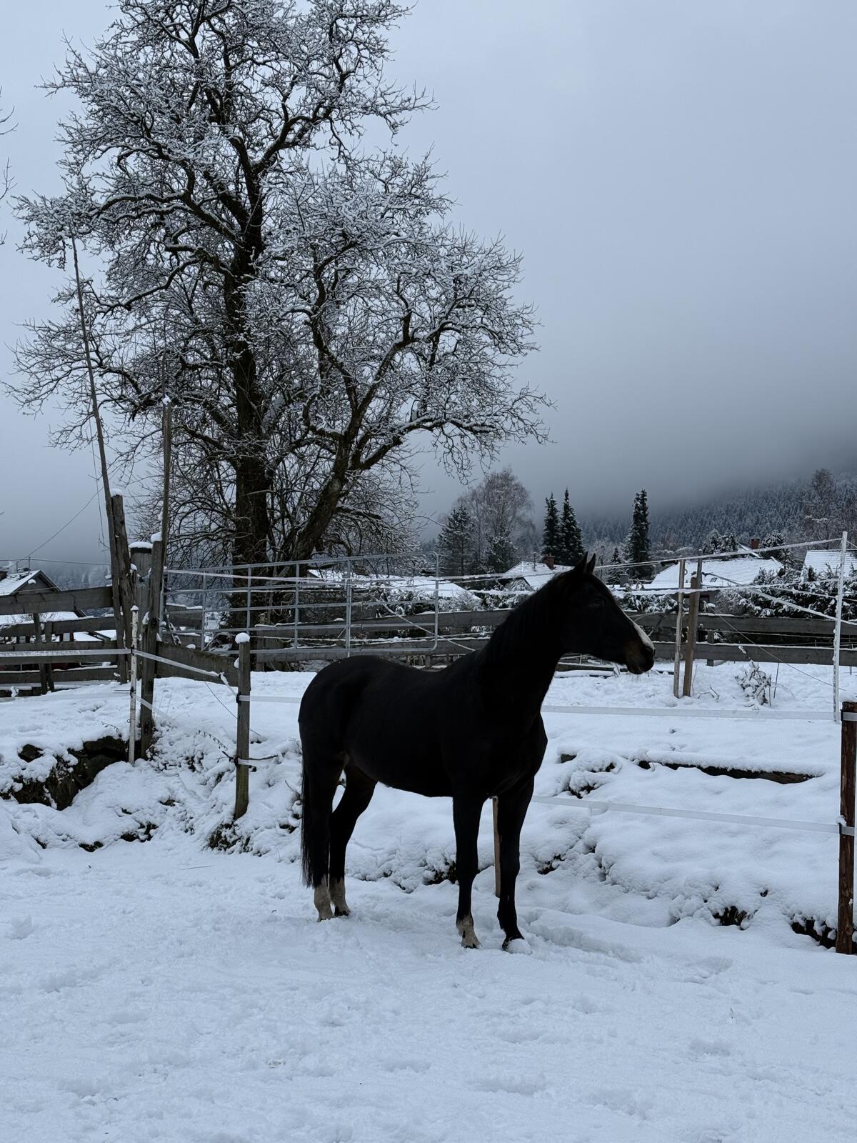 Tschechische Warmblutstute 3