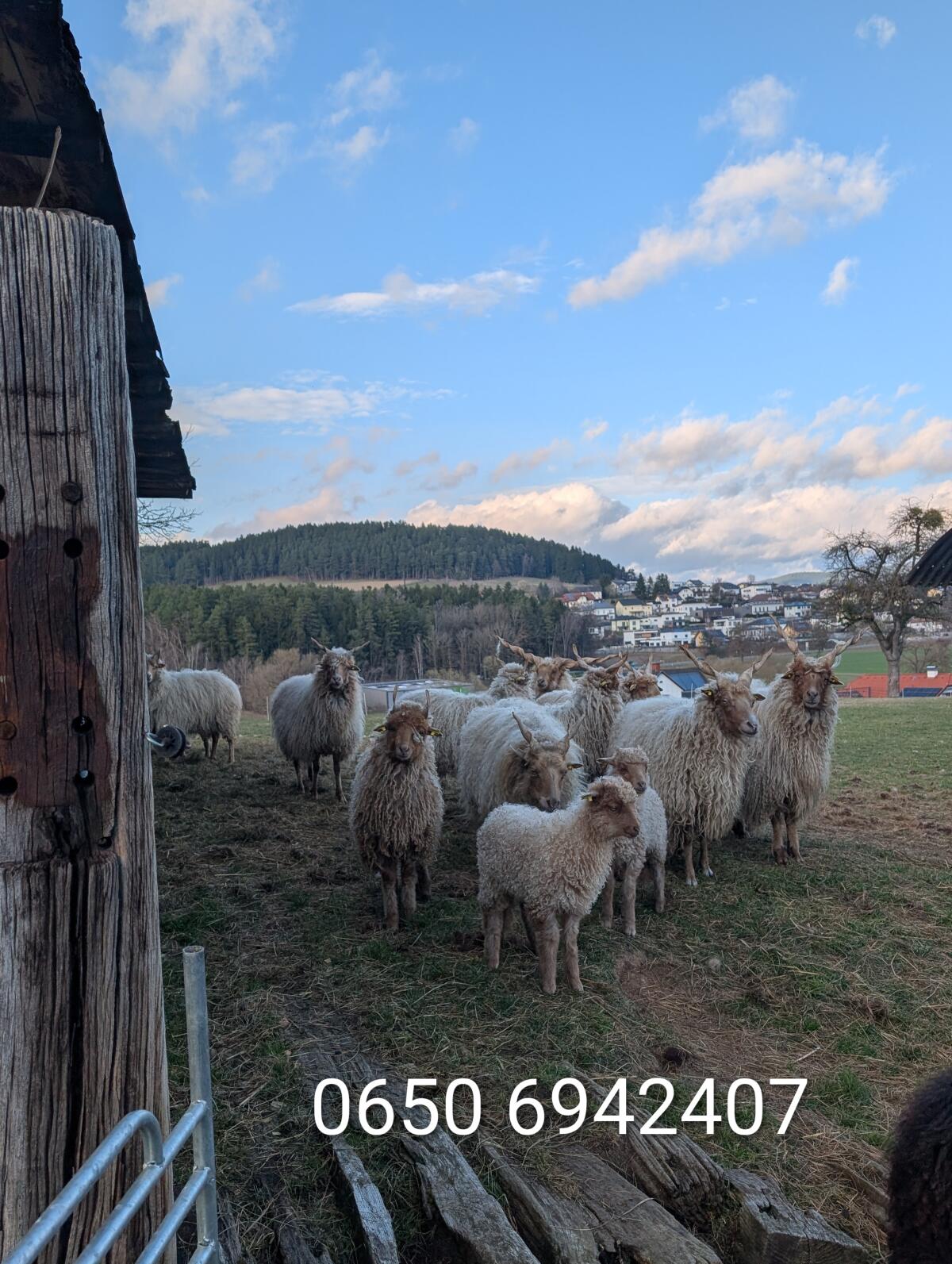 Zackelschafe weiblich HB 2