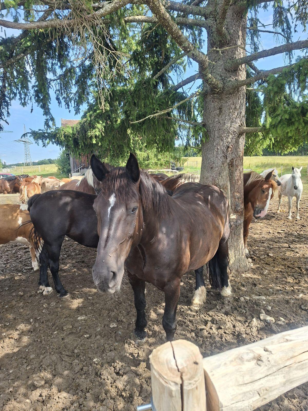 Noriker Stute 3