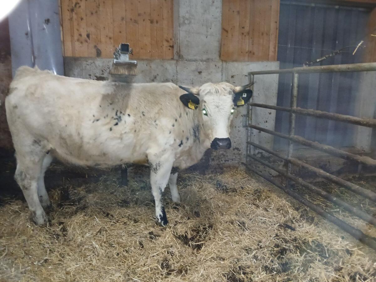 Bio Pustertaler Sprinzen Kalbinen 3