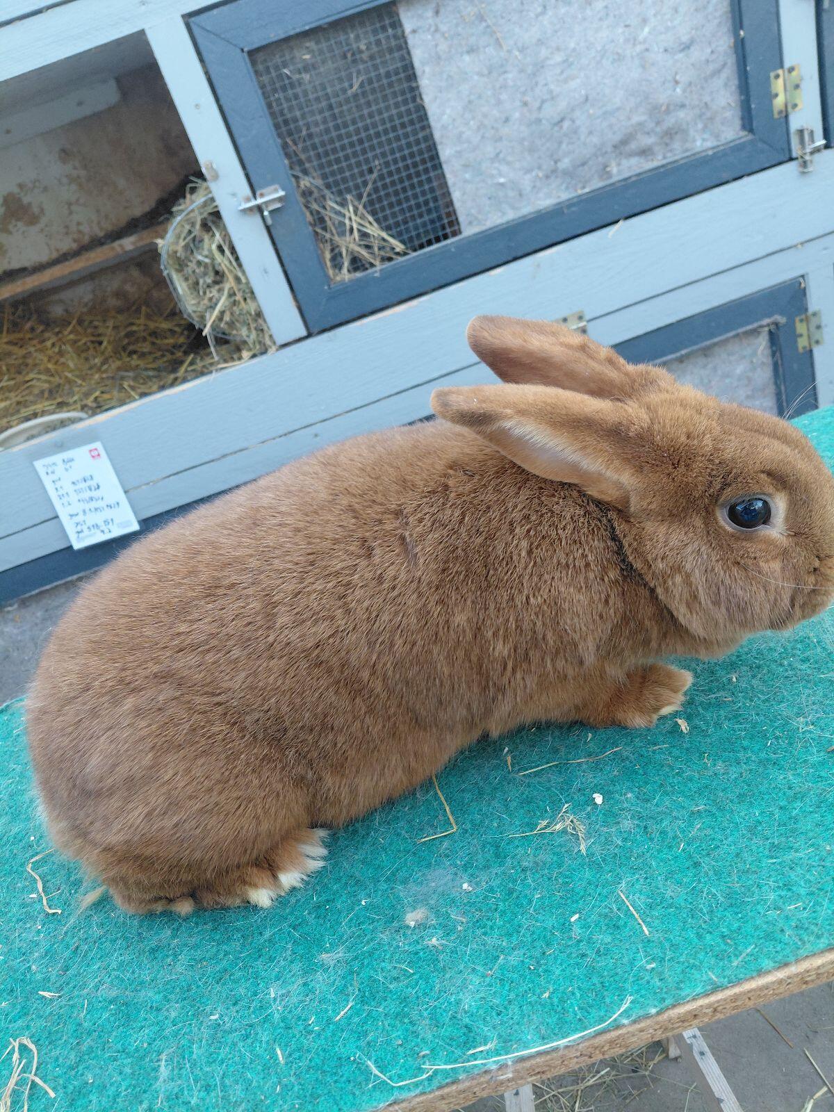 Rote Neuseeländer Häsin 3