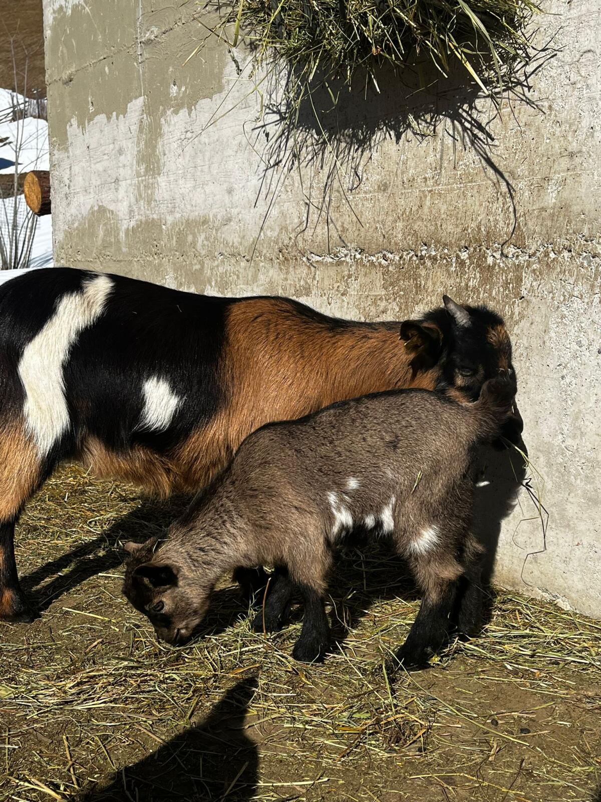 Mini-Zwergziege 2