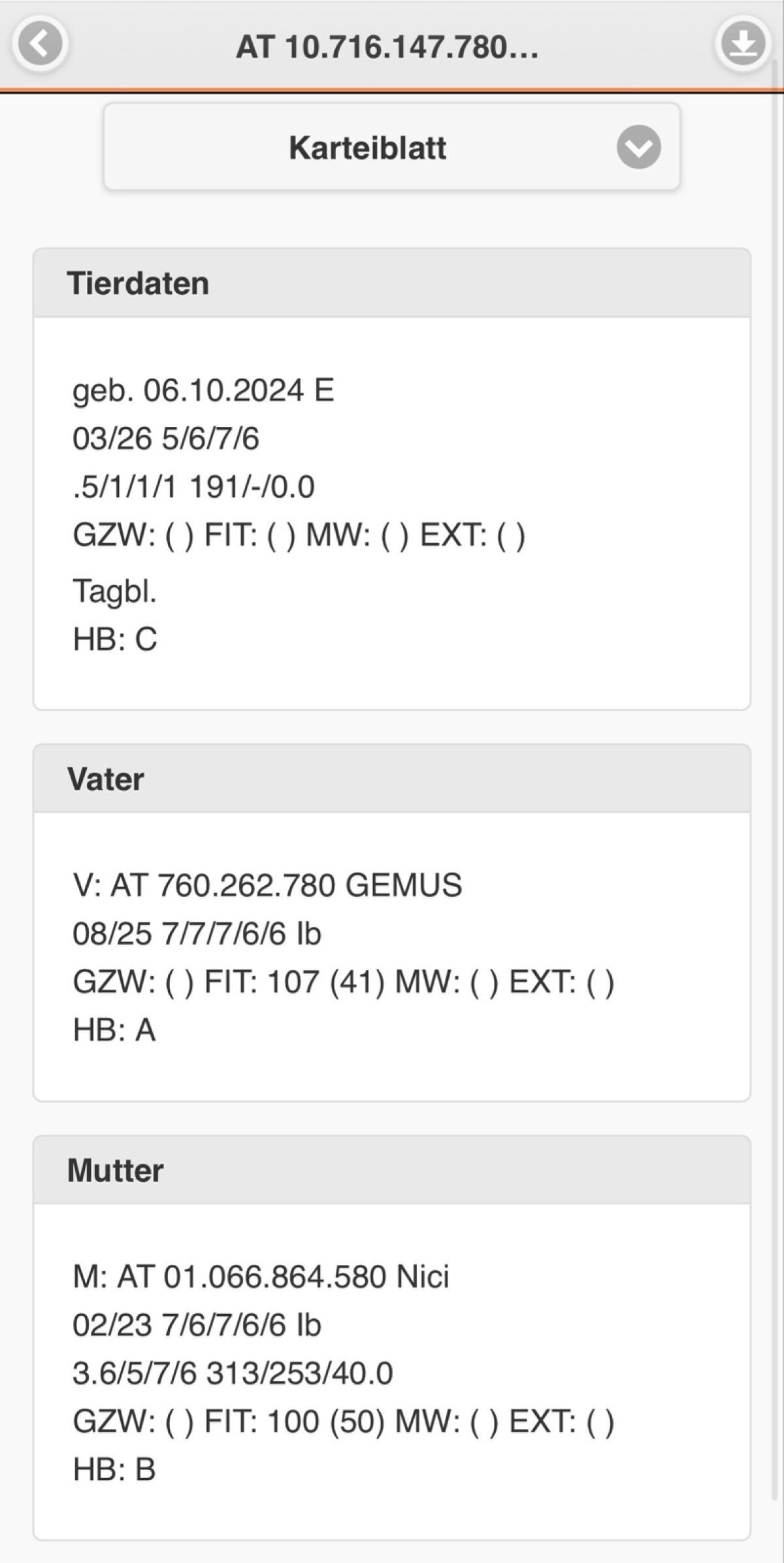HB Tauernschecken Ziege 3