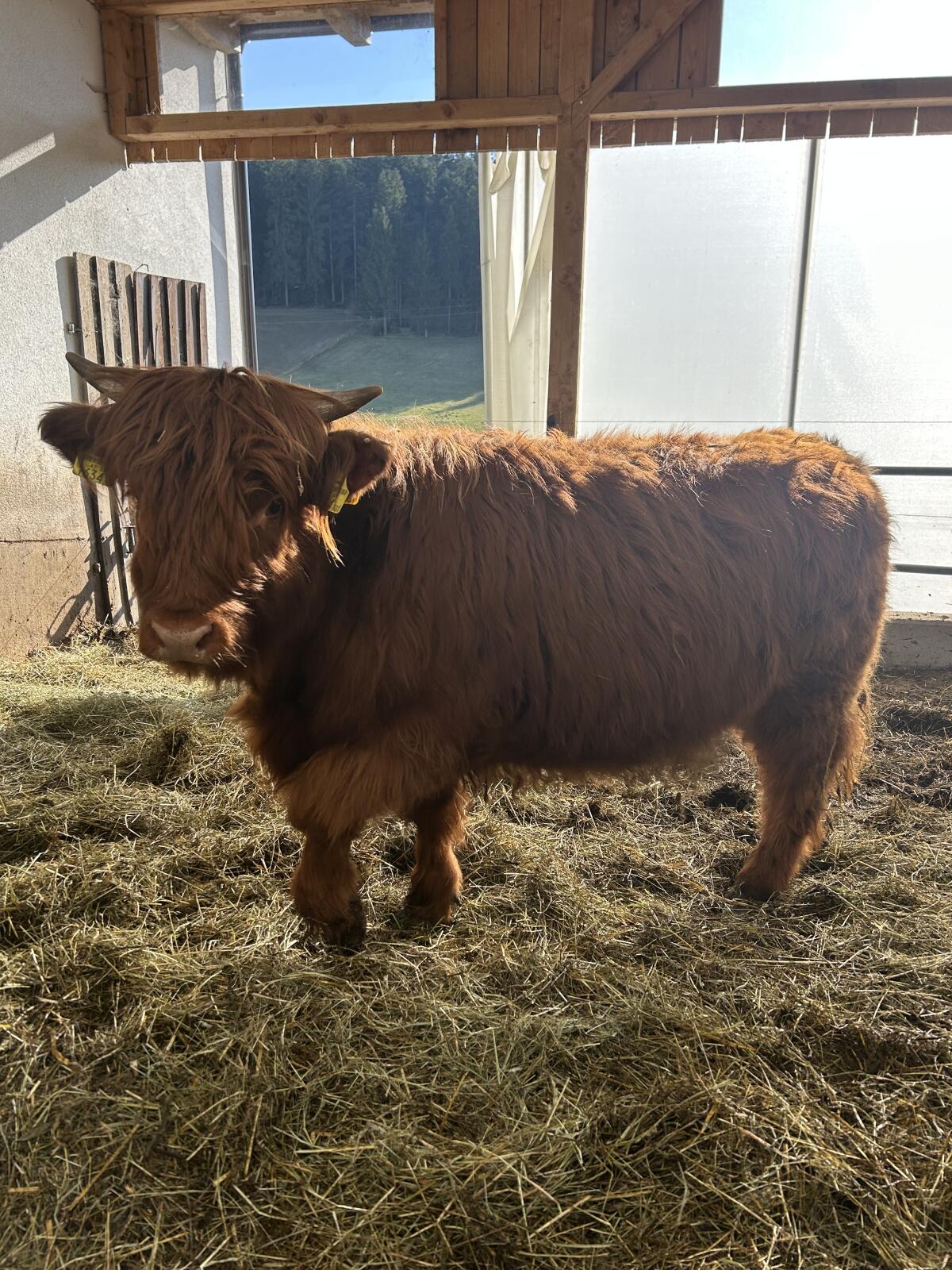 Hochlandrind Kalbinnen + Stier 3