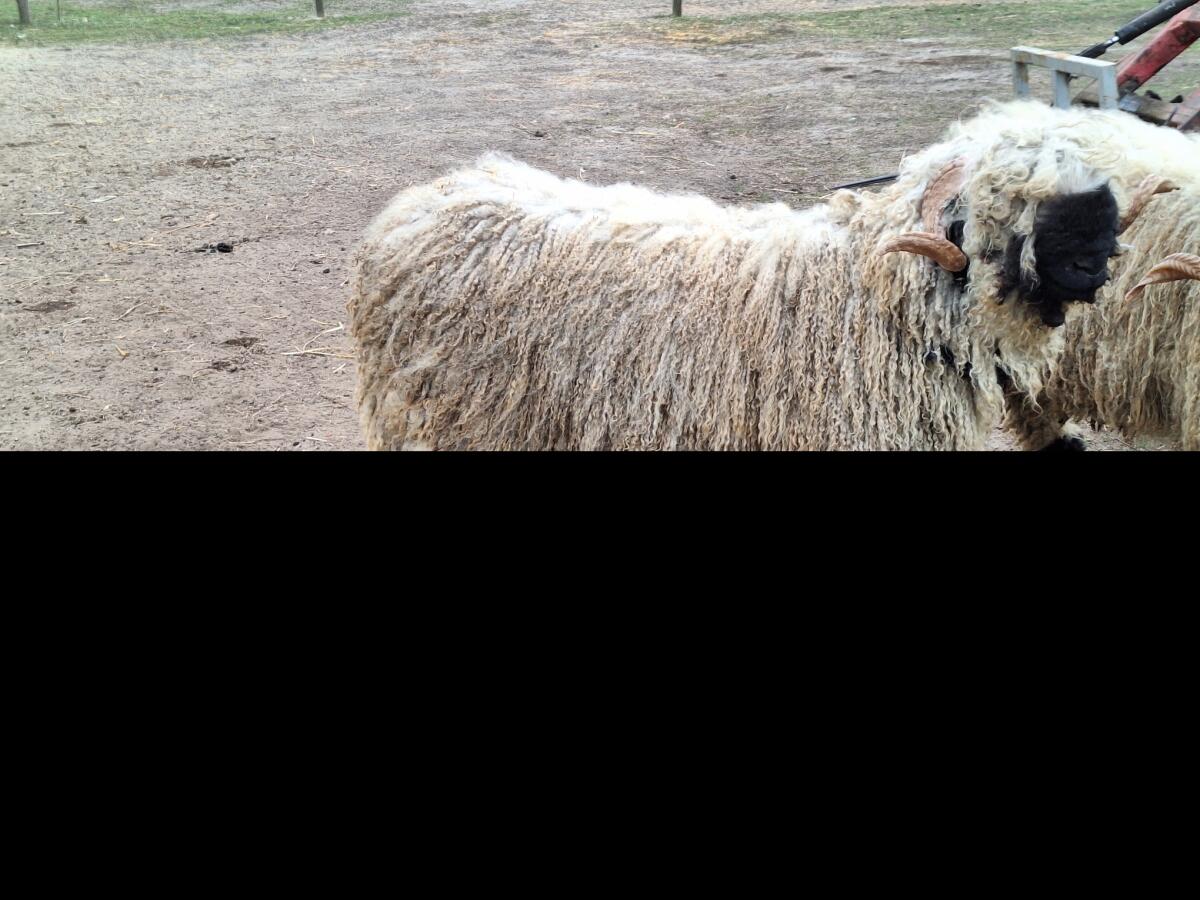 Walliser Schwarznasenschaf Widder HB 2