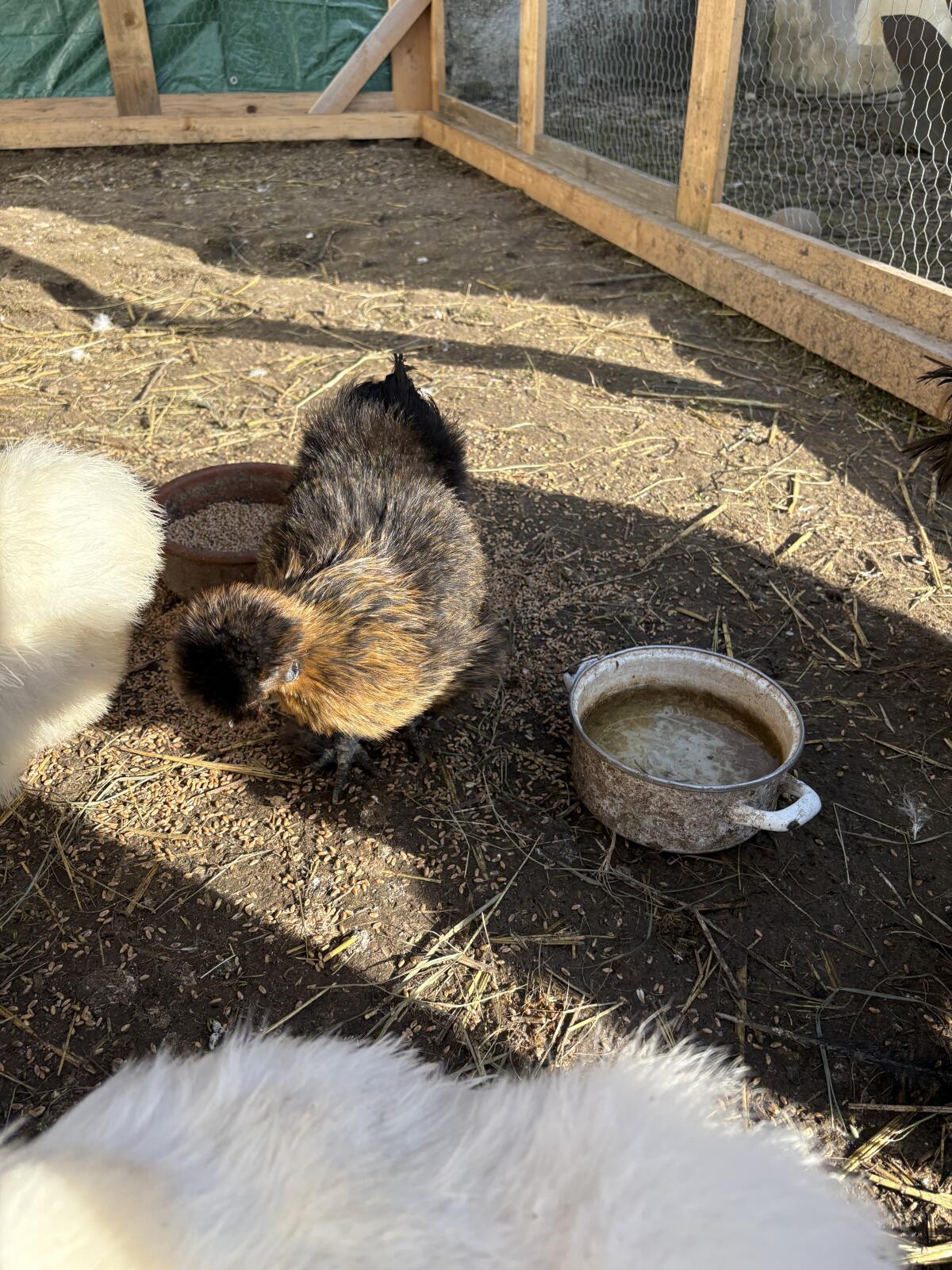 Reine Seidenbruteier 2