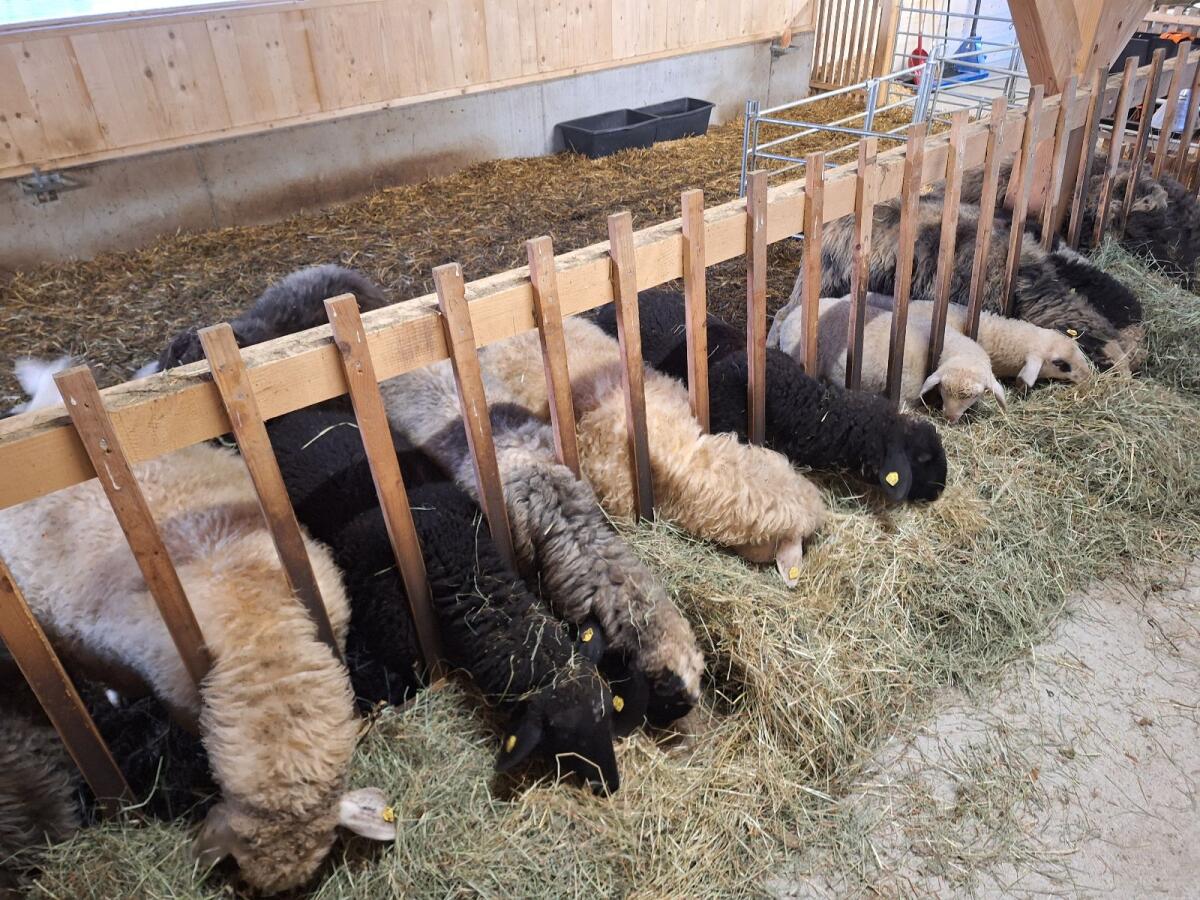 Schafherde zu verkaufen 3