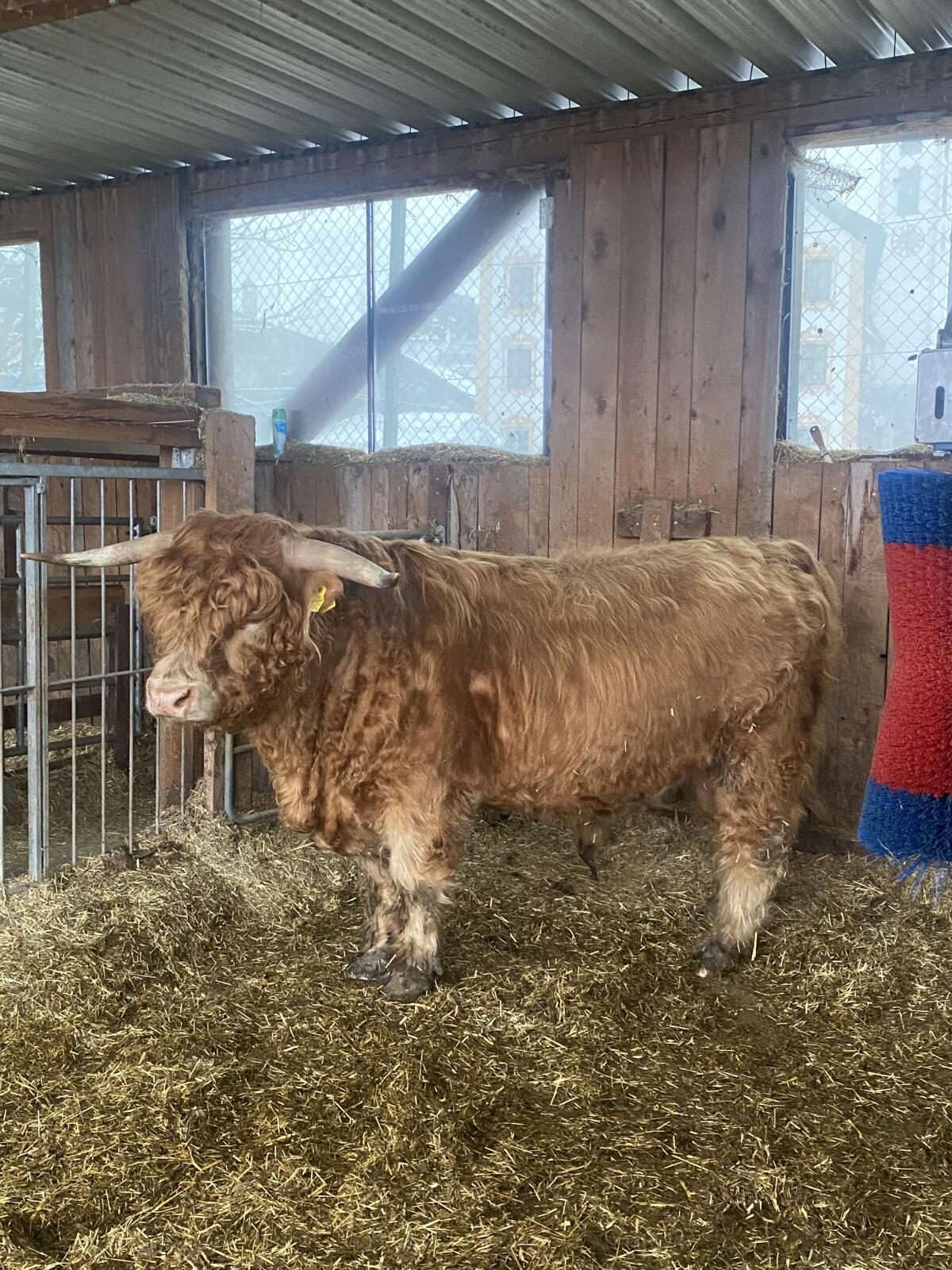 BIO Stier Hochlandrind 2