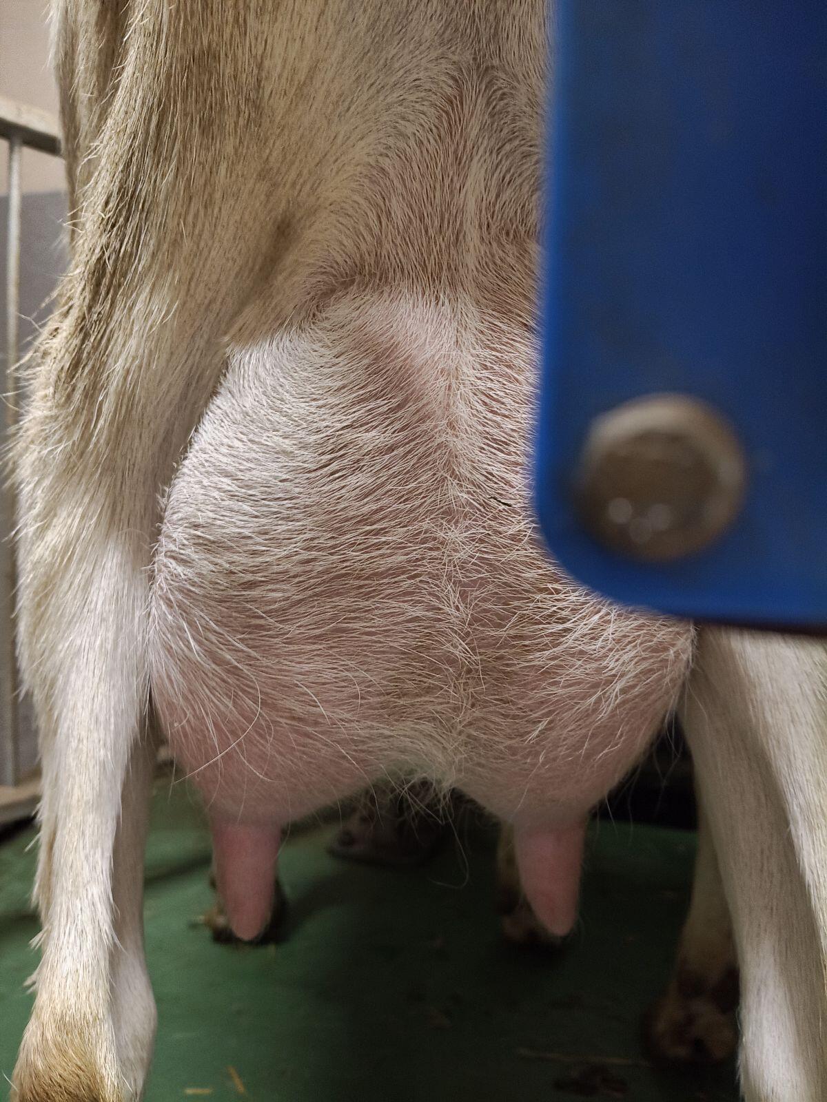 Saanenziegenzuchtböcke 3