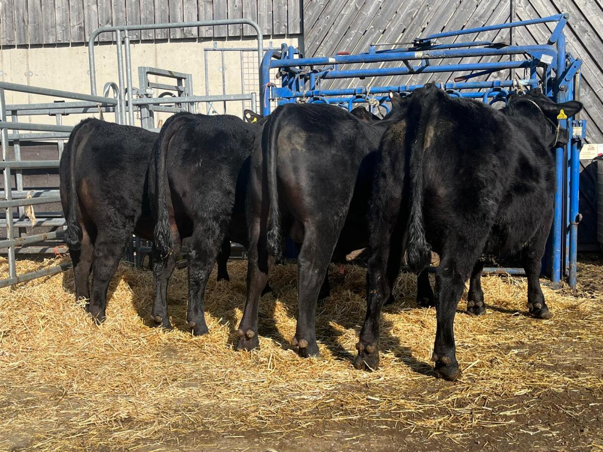 Fleischrinder Zuchttiere 3