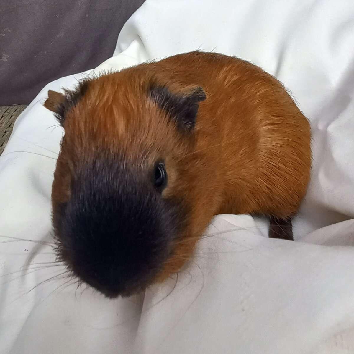 Meerschweinchen 2