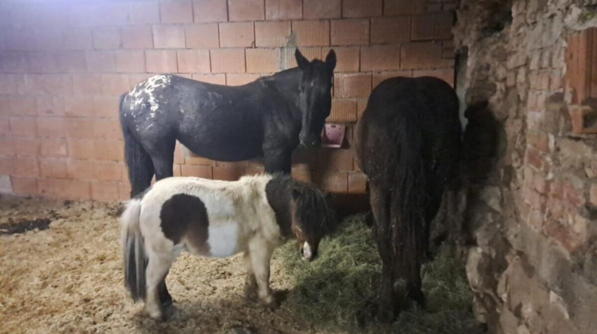 Mini Shetlandpony Hengst 2