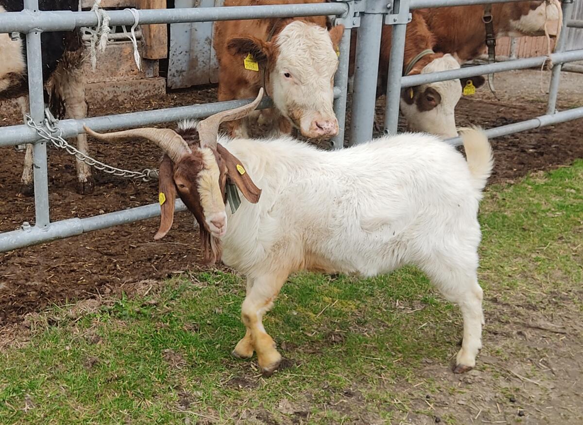 Burenziegenbock 3