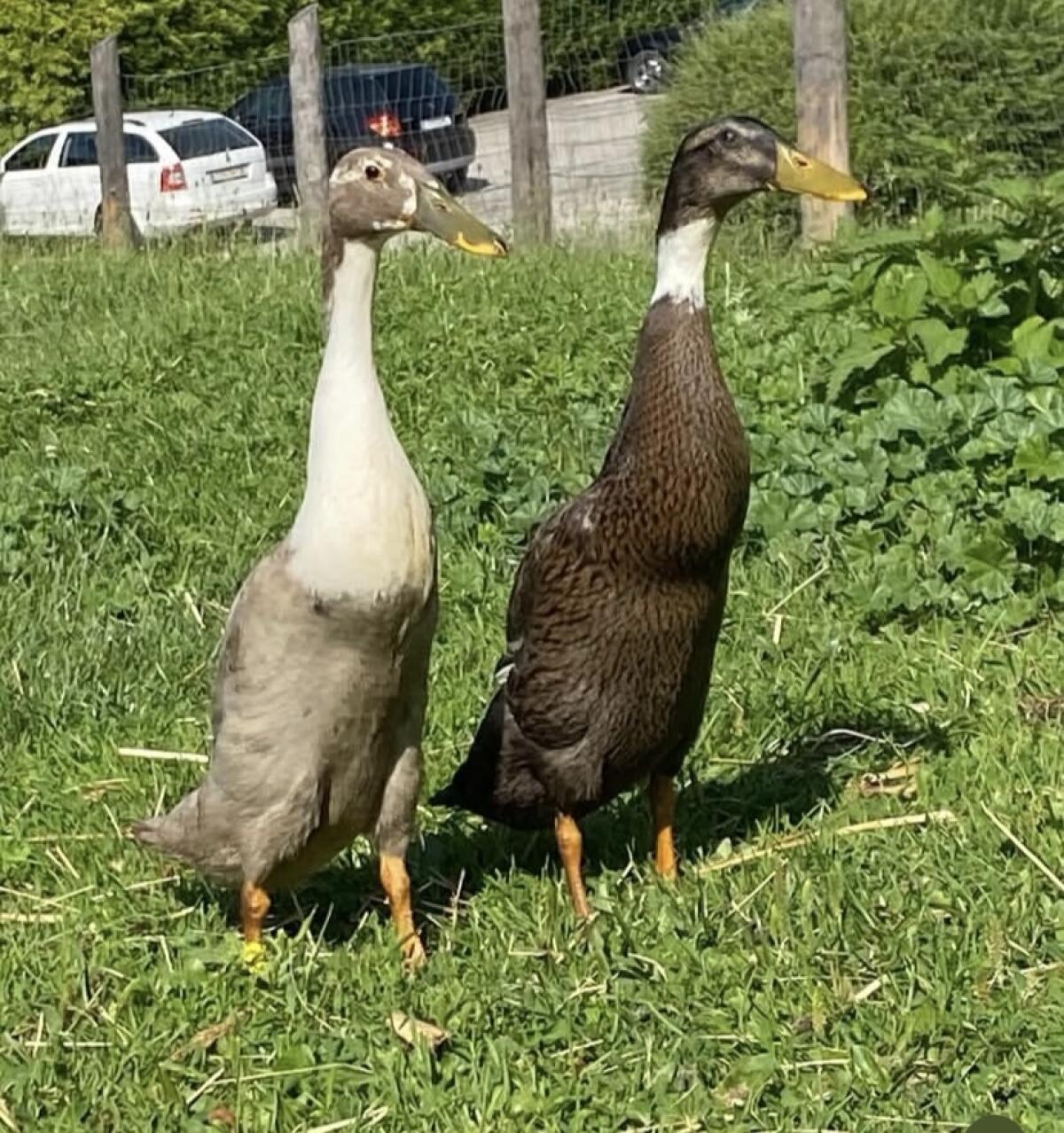 Bruteier Laufenten 2