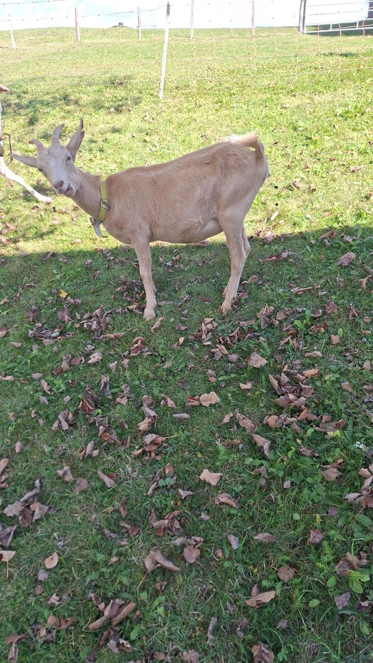 Ziege zu verkaufen 2