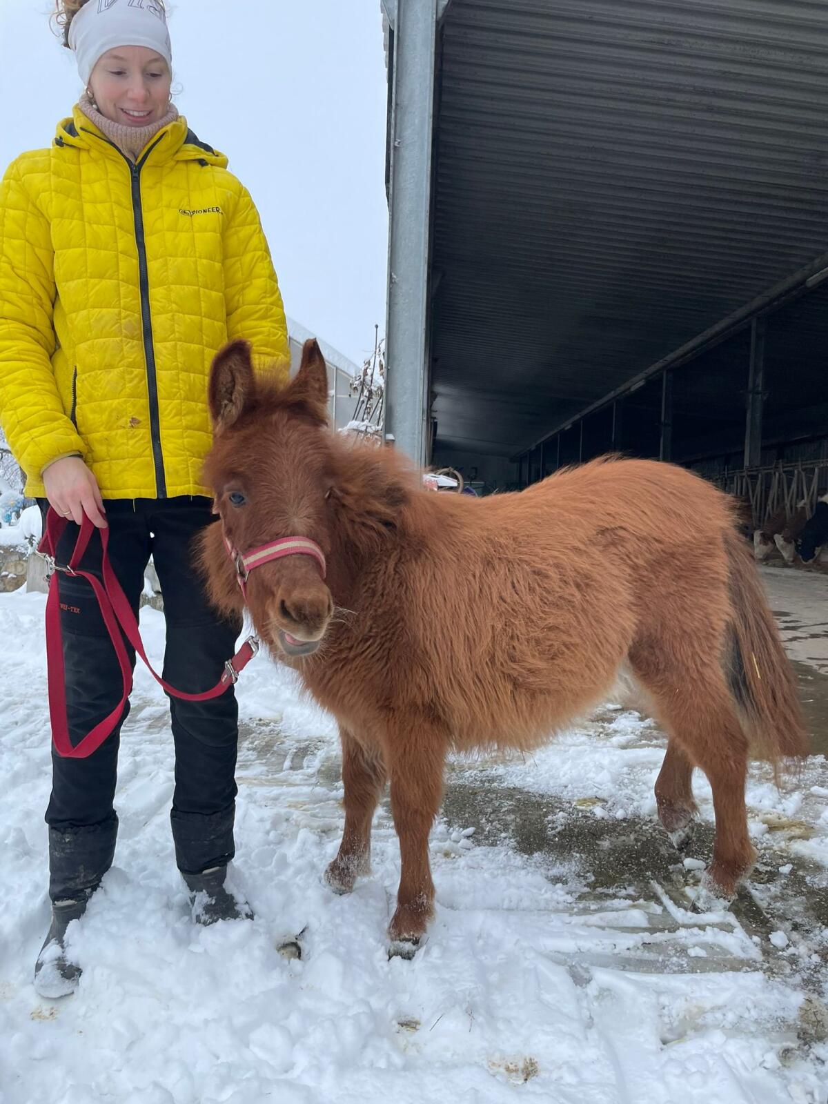 Zwergmaultier Frida 2