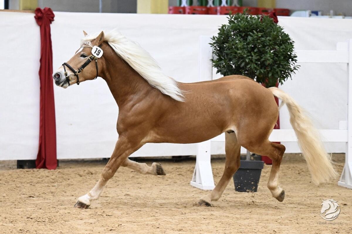 Haflinger Deckhengst PrH Neuglanz 3