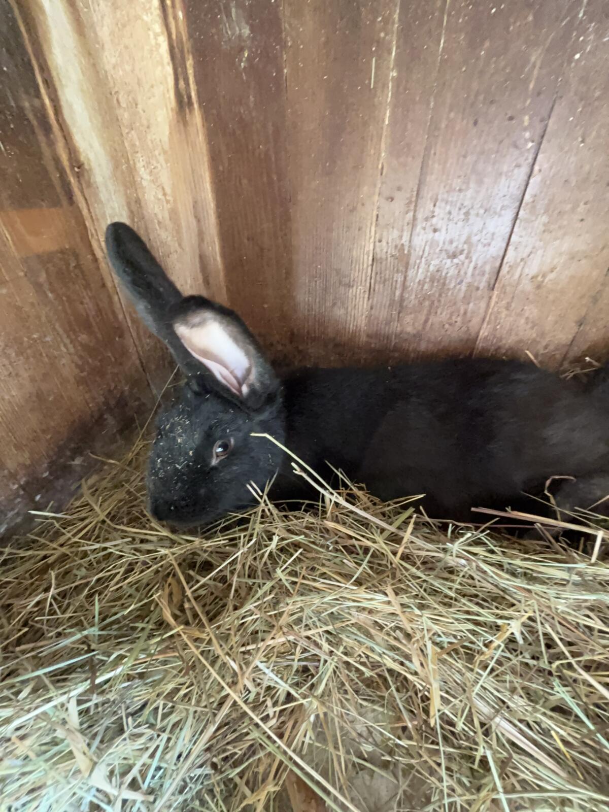 Hase männlich 2