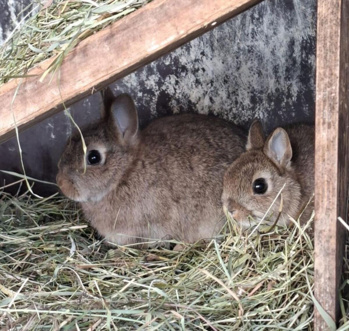 Zwergkaninchen männlich 3