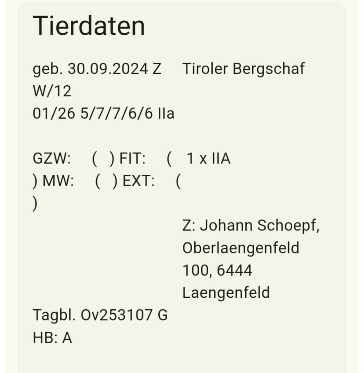 Tiroler Bergschaf 2
