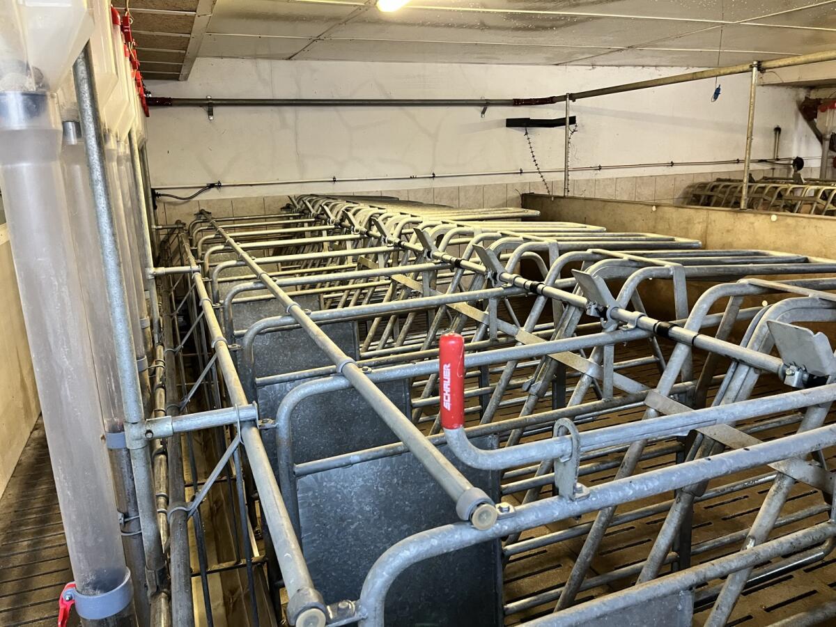 Schauer Selbstfangkastenstände SWING 2