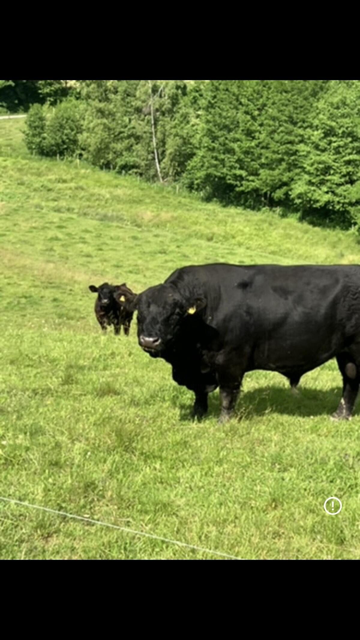 Bio Galloway-Stier 2