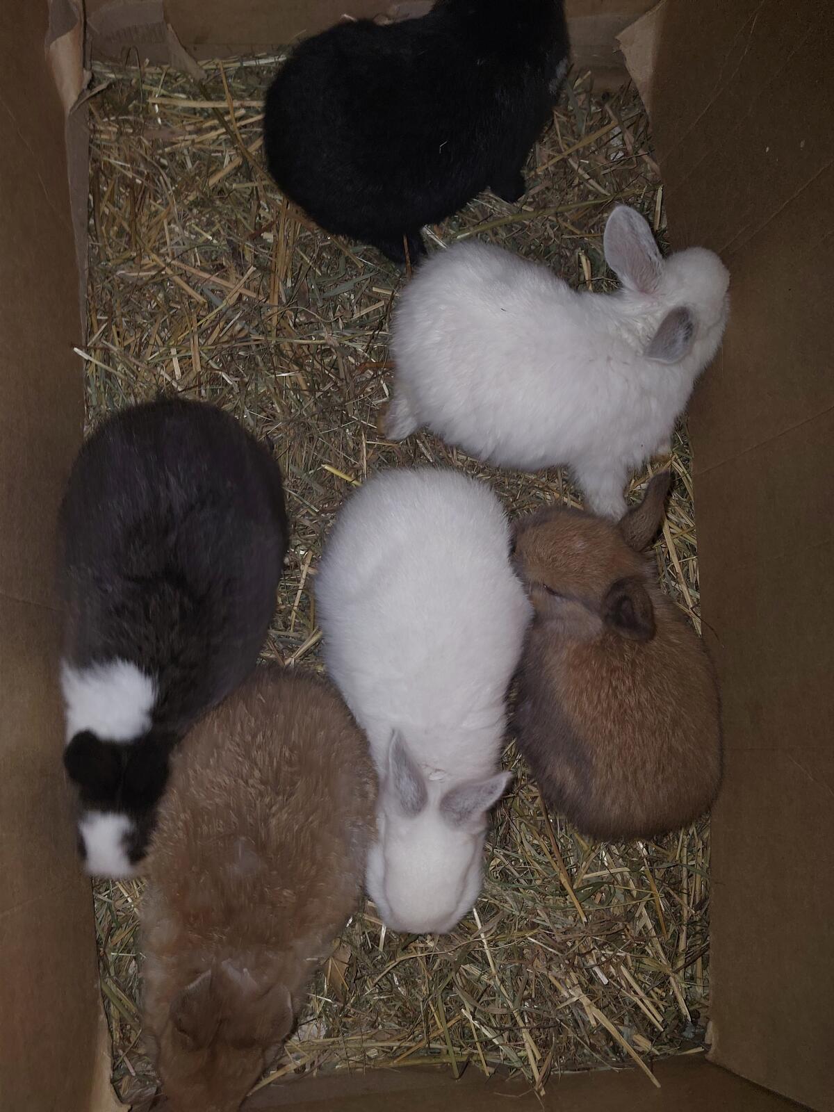 Kaninchen 8 Wochen alt 3