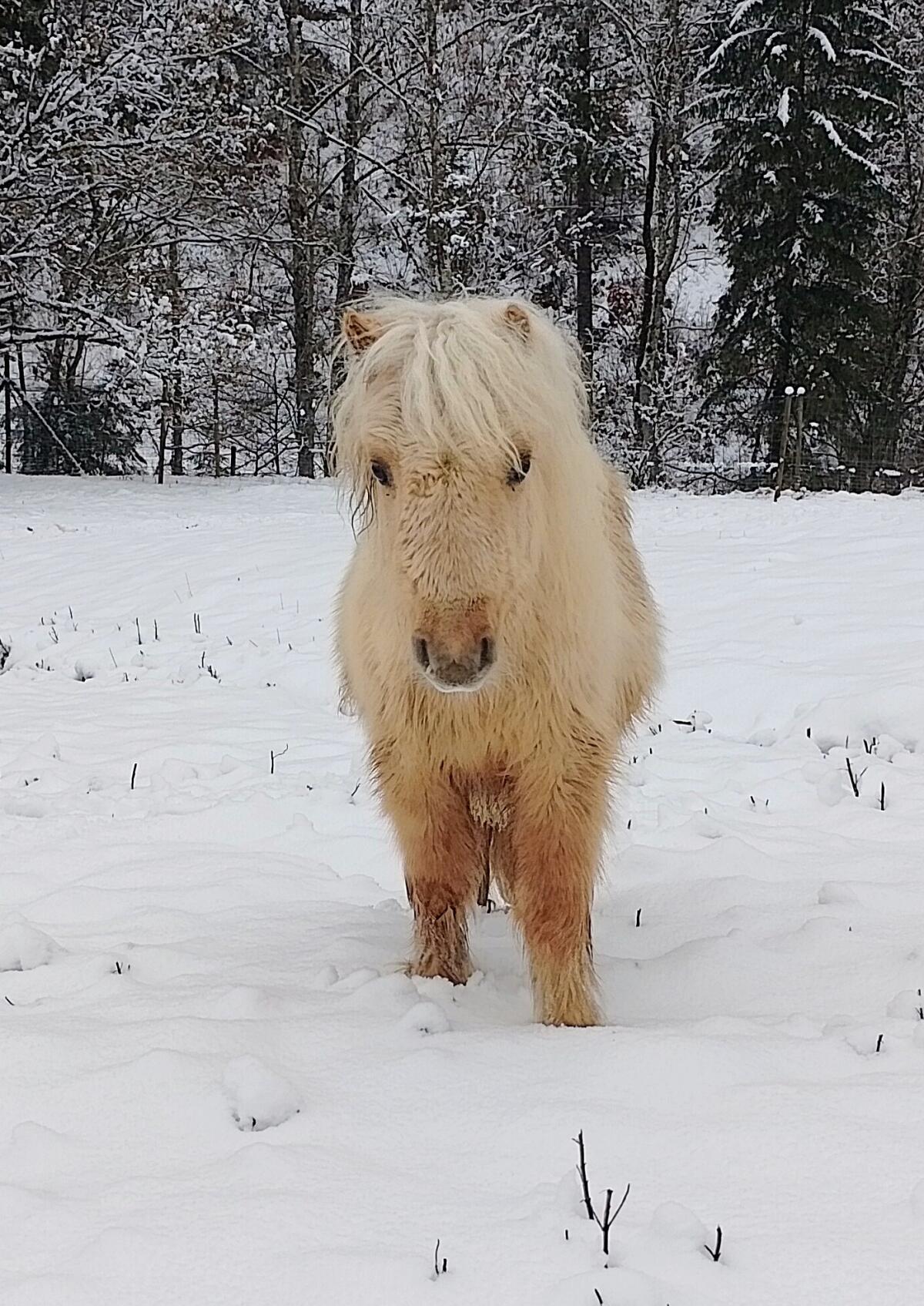 Palomino Shettyjährling 3